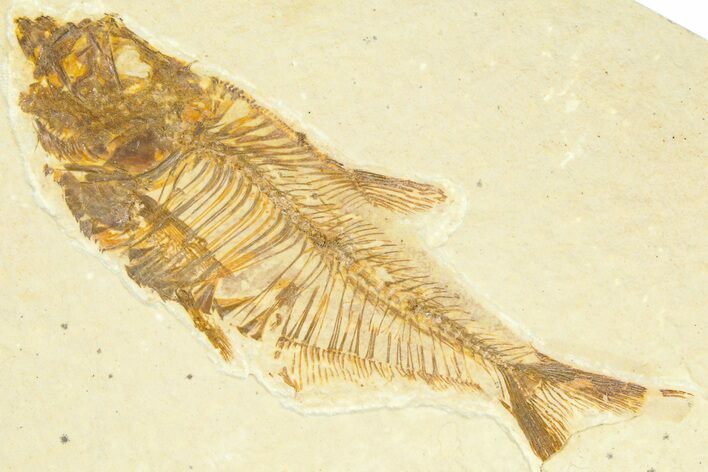 Bargain, Fossil Fish (Diplomystus) - Wyoming #367592